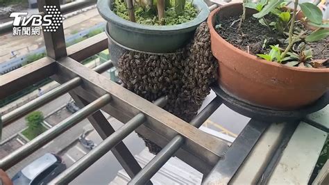 陽台蜜蜂築巢
